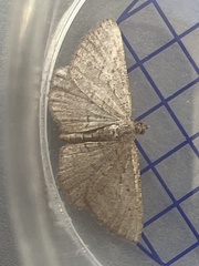 Rhoptria asperaria