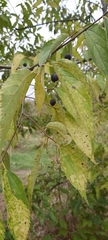 Celtis australis