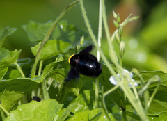 Xylocopa coronata