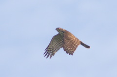 Accipiter virgatus