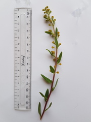 Tetragonia fruticosa