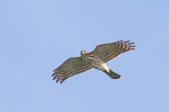 Accipiter virgatus