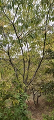 Celtis australis