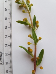 Tetragonia fruticosa