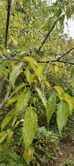 Celtis australis