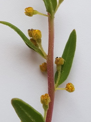 Tetragonia fruticosa