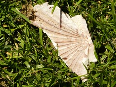 Pecten novaezelandiae