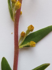 Tetragonia fruticosa