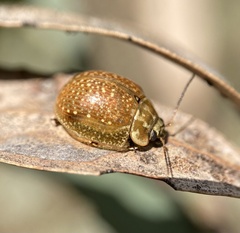 Paropsisterna cloelia
