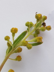 Tetragonia fruticosa