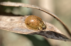 Paropsisterna cloelia