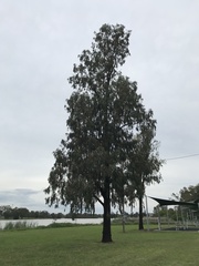 Eucalyptus sideroxylon
