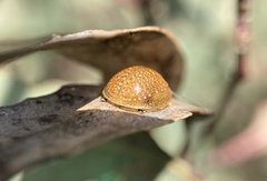 Paropsisterna cloelia