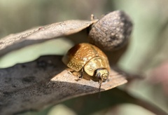 Paropsisterna cloelia