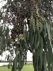 Eucalyptus sideroxylon