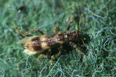Opilo mollis