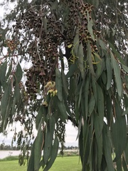 Eucalyptus sideroxylon