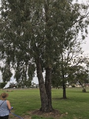 Eucalyptus melliodora