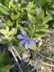 Scaevola platyphylla