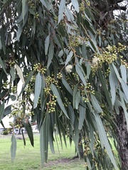 Eucalyptus melliodora