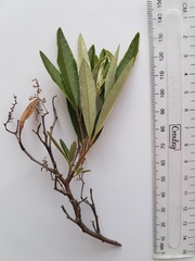 Searsia angustifolia