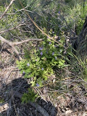 Scaevola platyphylla