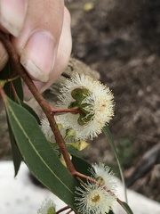 Eucalyptus melliodora