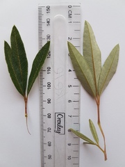 Searsia angustifolia