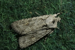 Lithophane ornitopus