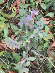 Sonchus oleraceus