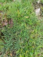 Bupleurum ranunculoides