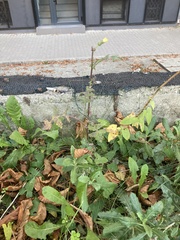 Sonchus oleraceus