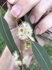 Eucalyptus melliodora