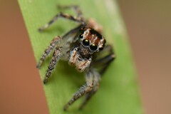 Maratus plumosus