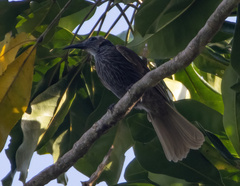 Melitograis gilolensis