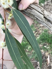 Eucalyptus melliodora