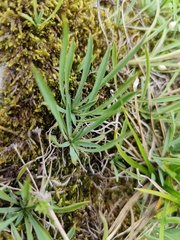 Bupleurum ranunculoides