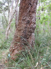 Eucalyptus robusta