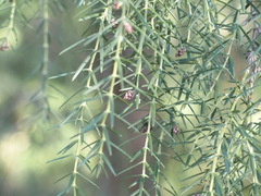 Juniperus cedrus