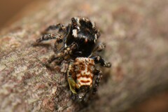 Maratus plumosus