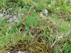Bupleurum ranunculoides