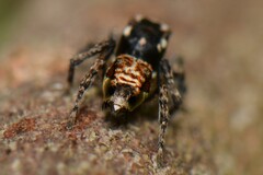 Maratus plumosus