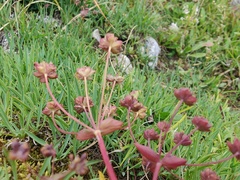 Bupleurum ranunculoides