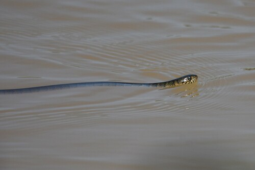 Tholloni's African Water Snake