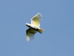 Cacatua alba
