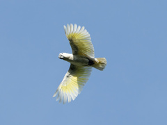 Cacatua alba