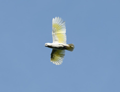 Cacatua alba