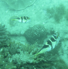 Canthigaster valentini