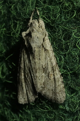 Lithophane ornitopus