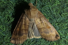 Eupsilia transversa